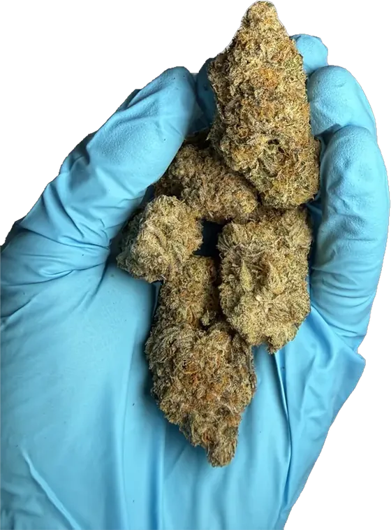 Gastopia flower in a gloved hand