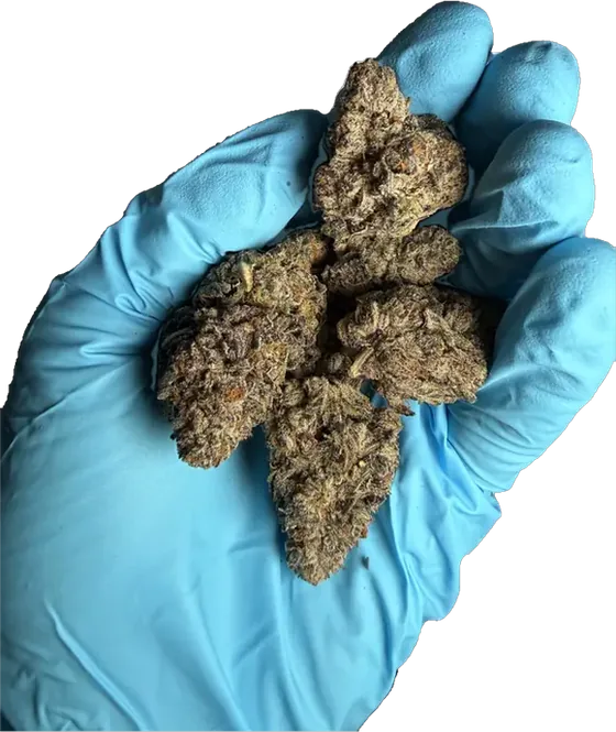 Red HotZ flower in a gloved hand