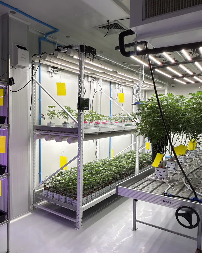 Clone room with propagation racks, humidity domes and LED lights