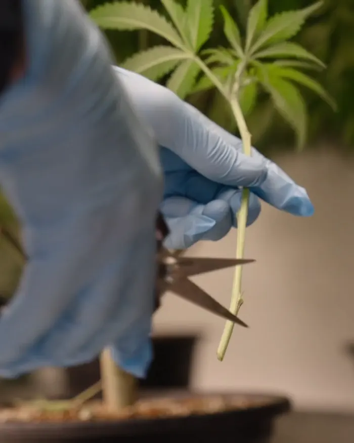 Gloved hand taking a cutting from a mother plant