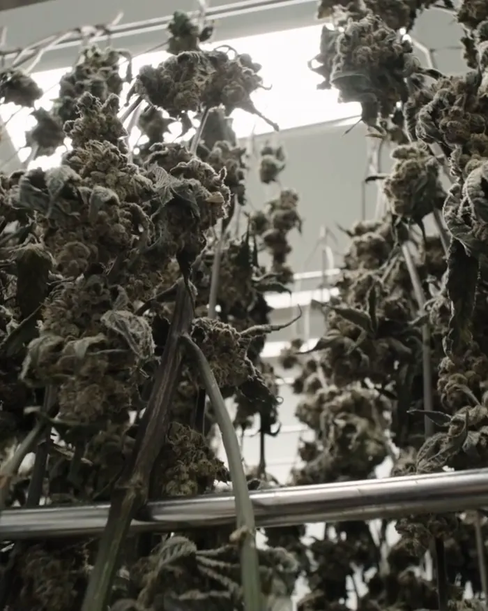 Harvested branches hanging in the drying room