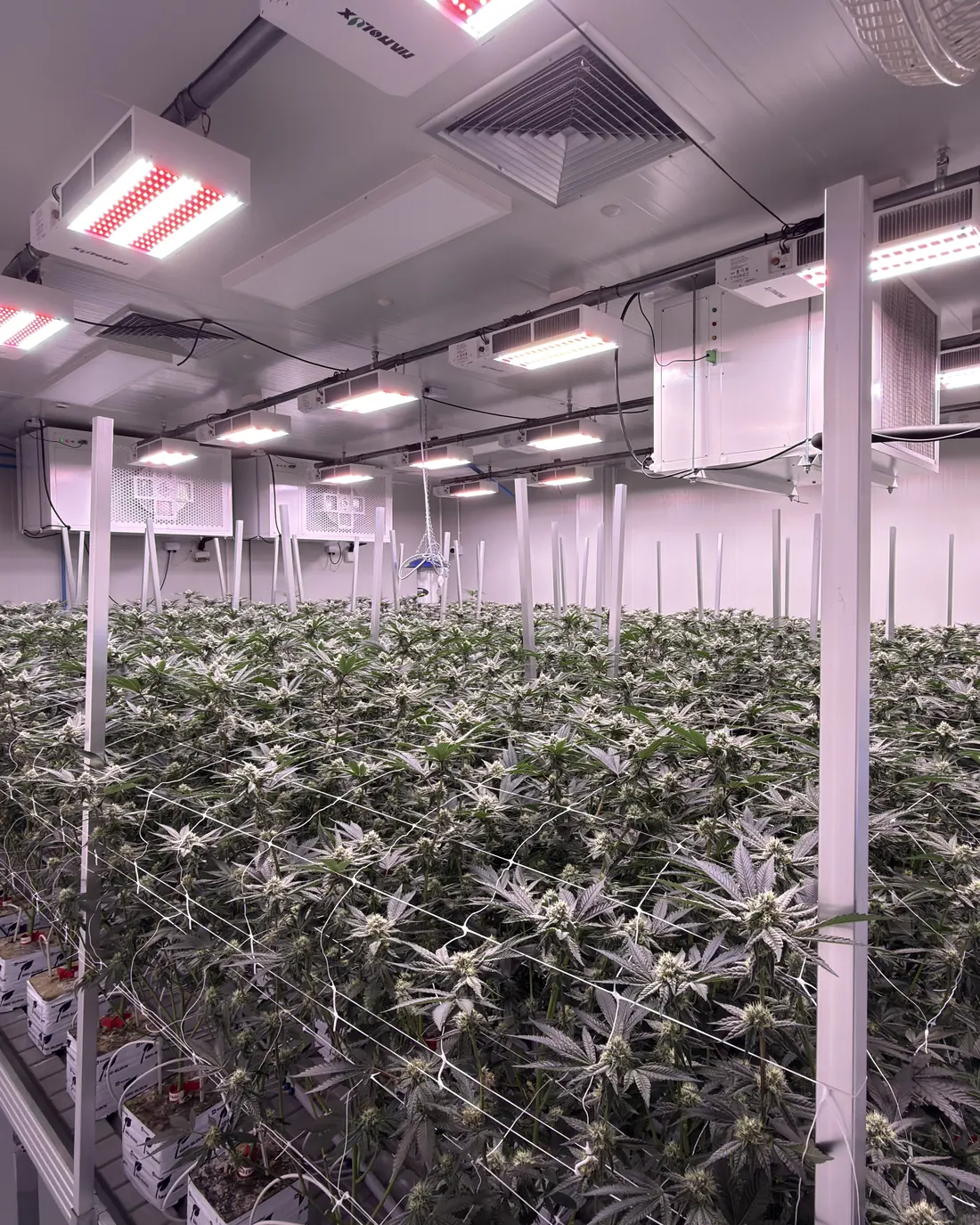 Flower room at Blossom Farm: plants in early flower under LED lights, with trellis netting and irrigation lines